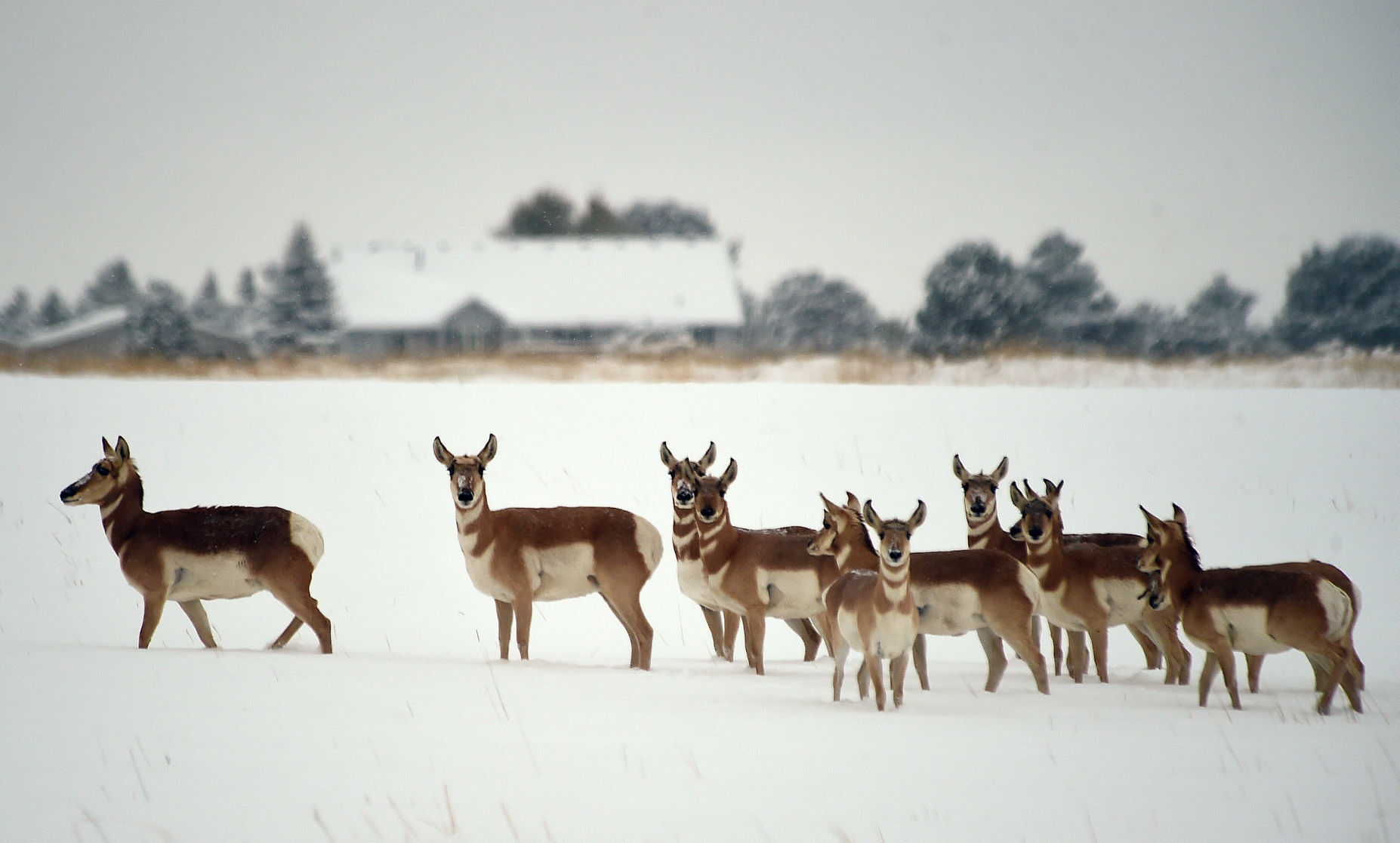Billings snow scenes